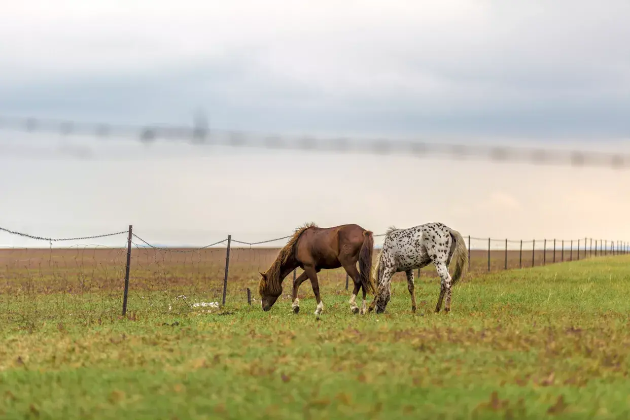 亚洲草原天堂-呼伦贝尔大草原：远离城市喧嚣的天堂草原